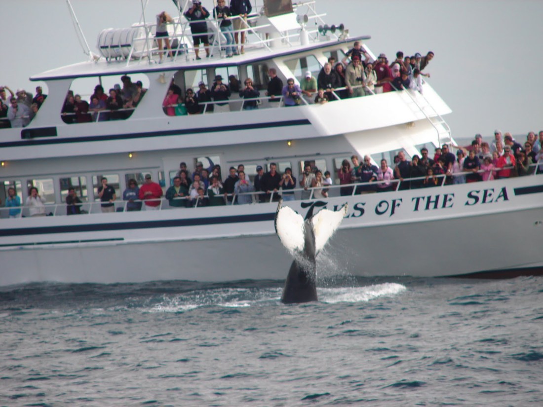 From the ship’s three outdoor decks, view humpback, fin, minke and pilot … Regional Indian Cuisine Blogroll Boston Whale Watching