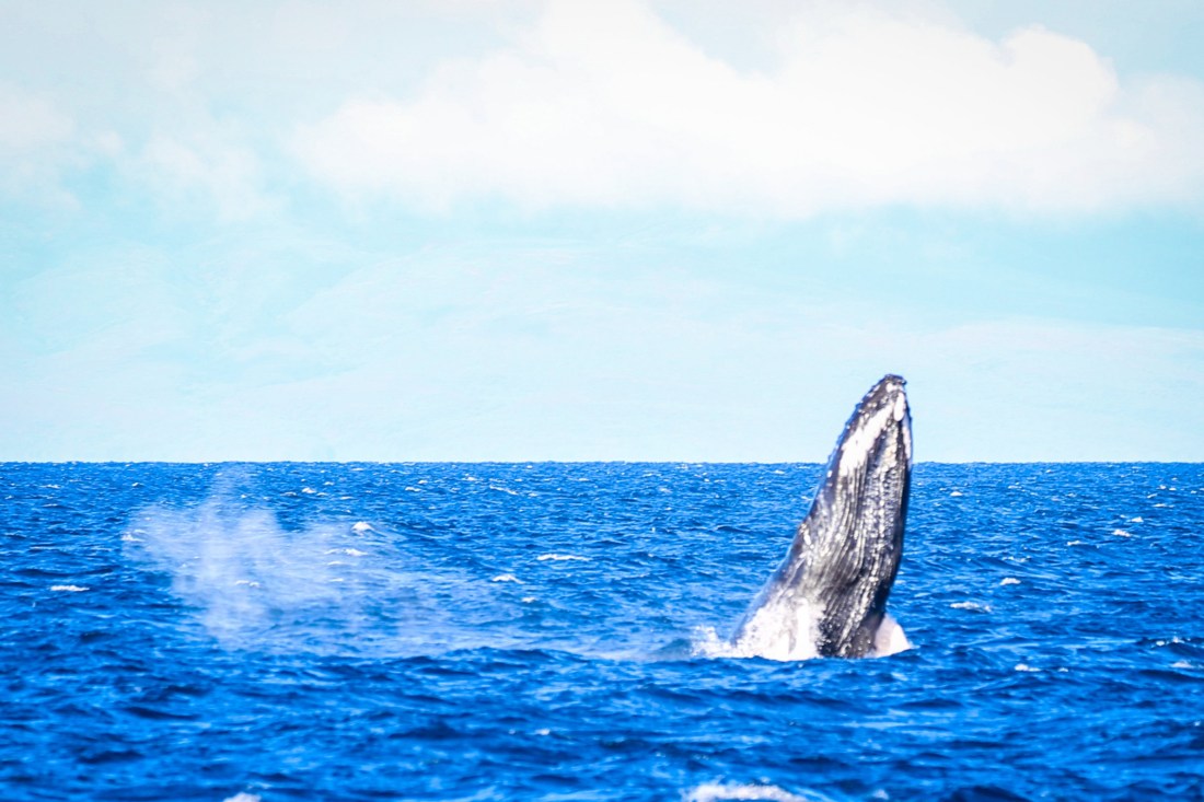 Pelagic seabird trips on selected dates in the . Ten Facts About Whale Watching In Maui The Captain S Log