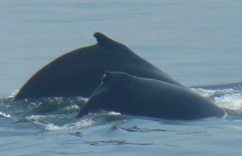 Nov 17, 2021 · what is the best time of year for whale watching in boston? Everyone Outdoors Fall Is A Great Time For Whale Watching
